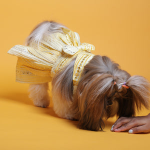 Sunshine ghagra choli with mirror embroidery For Dogs