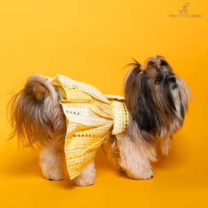 Sunshine ghagra choli with mirror embroidery For Dogs