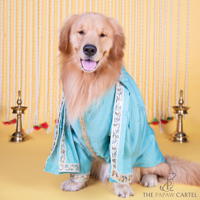 Stylish Zardosi Blue sherwani with dupatta  for dogs