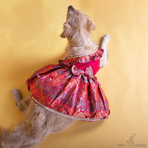 Multicolor Banarasi Brocade festive dress with bow for dogs