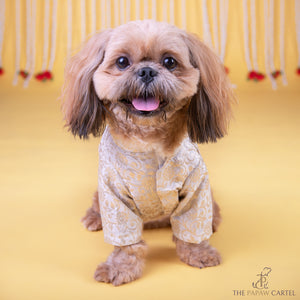Ivory Banarasi Sherwani for dogs