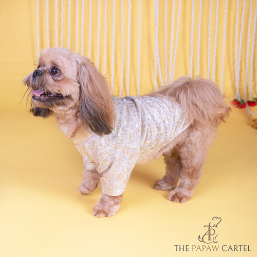 Ivory Banarasi Sherwani for dogs