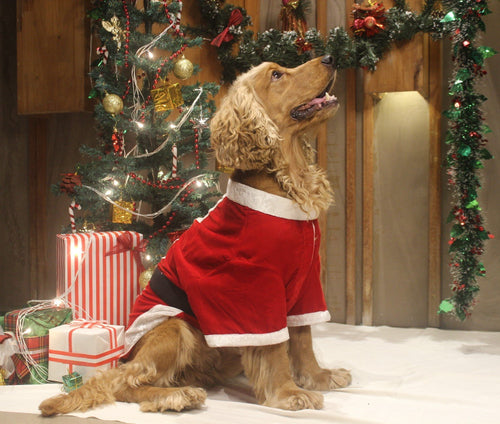 Santa Male Costume for dogs