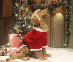 Santa Male Costume for dogs