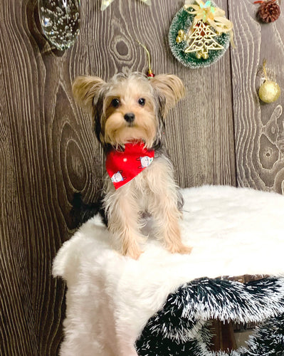 Christmas Reversable Bandana