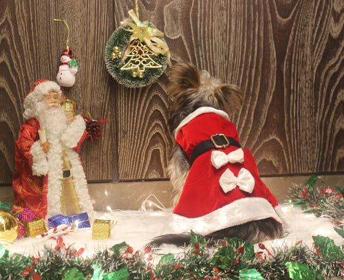 Santa Female Costume for dogs